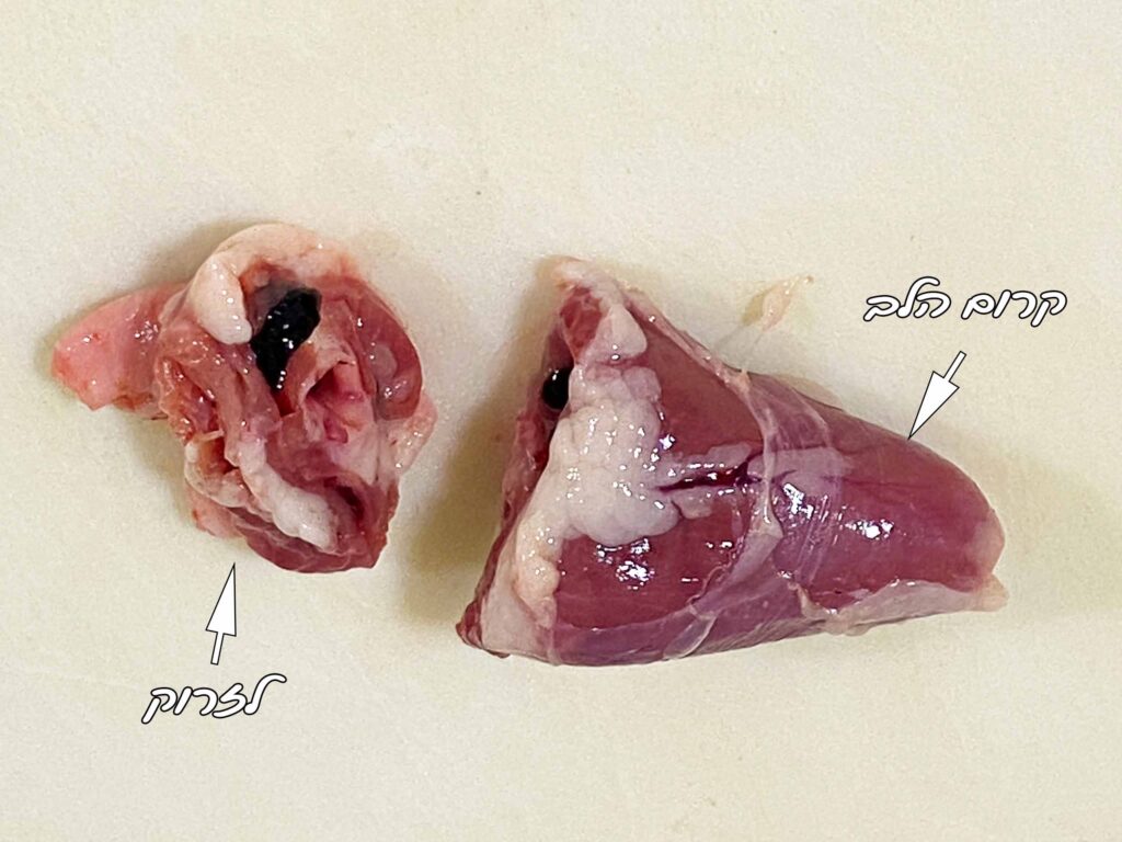 לב-חתוך-לפני-ניקוי