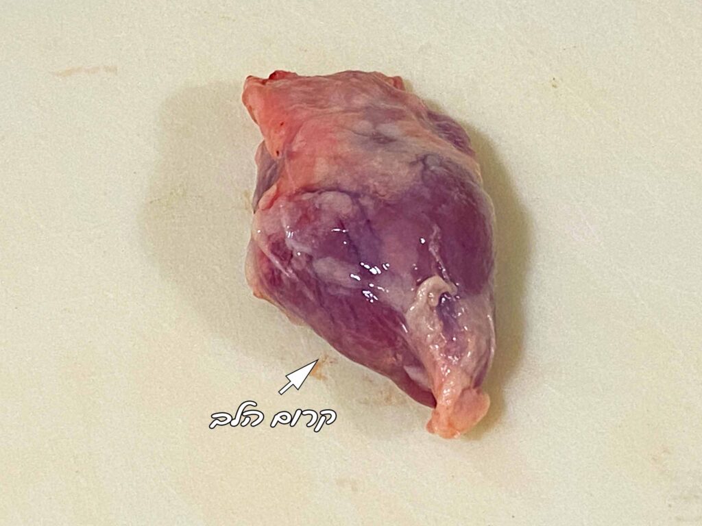 קרום הלב לבבות עוף